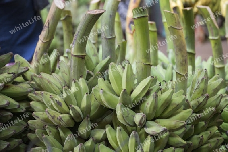 a big Banana Shop in a Market near the City of Yangon in Myanmar in Southeastasia.