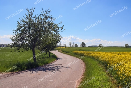 Yellow field of flowering rape and tree against a blue sky with clouds, natural landscape background with copy space, Germany Europe.