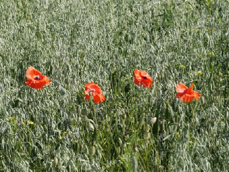 Mohnblume im Haferfeld