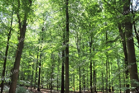 Beautiful view into a dense green forest with bright sunlight casting deep shadow.