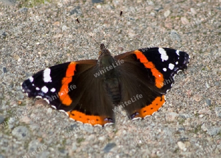 Schmetterling