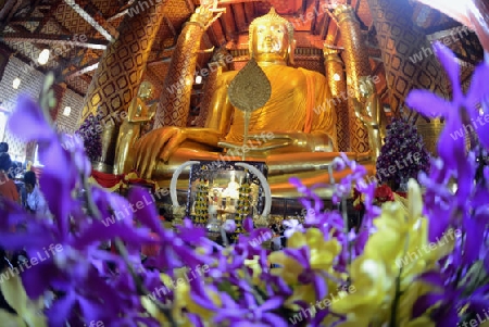 A allday ceremony in the Wat Phanan Choeng Temple in City of Ayutthaya in the north of Bangkok in Thailand, Southeastasia.