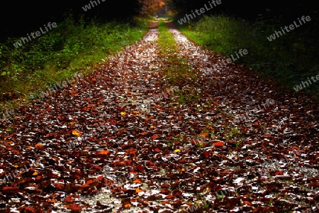 Herbstspaziergang