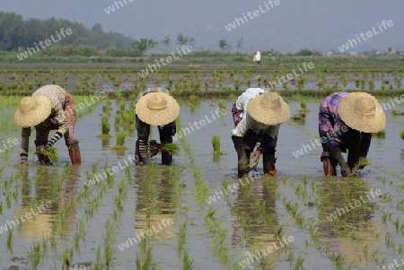 Rice farmers plant rice in a ricefield at the city of Nyaungshwe at the Inle Lake in the Shan State in the east of Myanmar in Southeastasia.