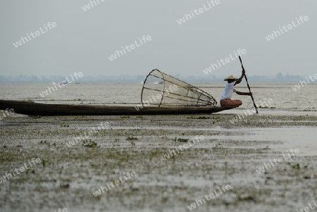 Fishermen at sunrise in the Landscape on the Inle Lake in the Shan State in the east of Myanmar in Southeastasia.