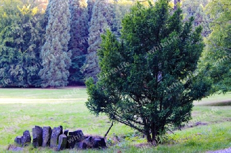 Kassel Bergpark Wilhelmsh?he Baum