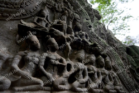 The Temple of  Ta Prohm in the Temple City of Angkor near the City of Siem Riep in the west of Cambodia.