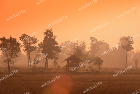 Die Landwirtschaft mit Reisfeldern im Winter bei Amnat Charoen im Isan im osten von Thailand,