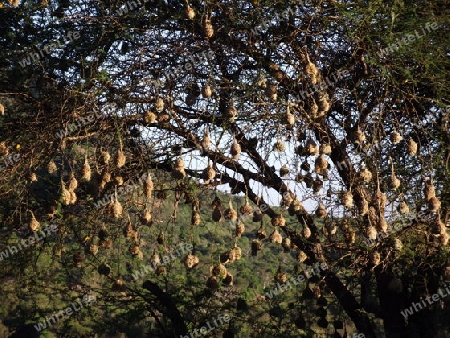 Nester, Nest, Weberv?gel, Weber, Vogel, Kenia, Kenya, Afrika