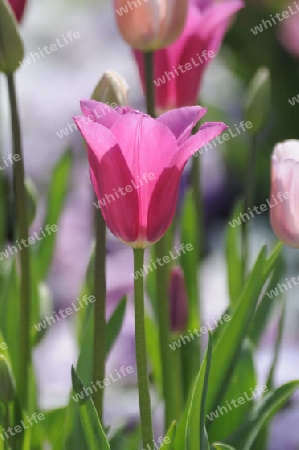 Tulpe