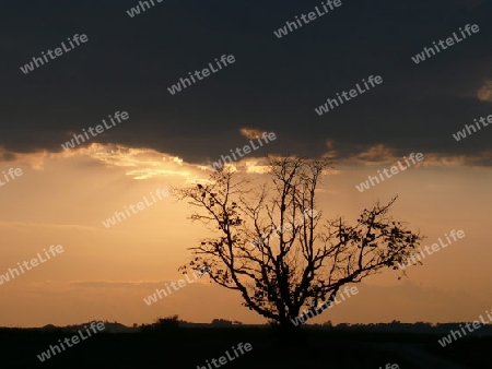 Lebensabend eines Baumes