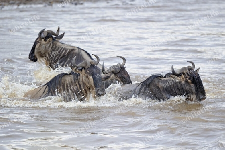 Gnu, Streifengnu, Weissbartgnu (Connochaetes taurinus), Gnumigration, Gnus beim durchqueren des Mara River, Masai Mara, Kenia