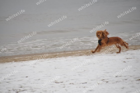 Hund in Begung