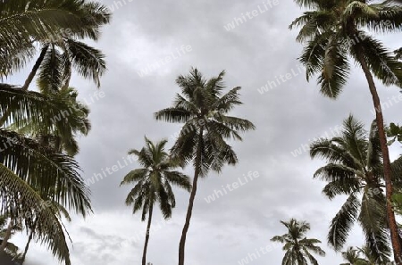 Beautiful palm trees at the beach on the tropical paradise islands Seychelles