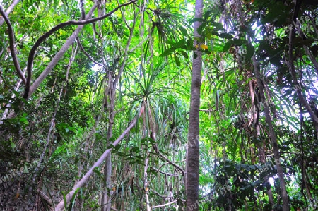 Schraubenbaum -Pandanus spiralis