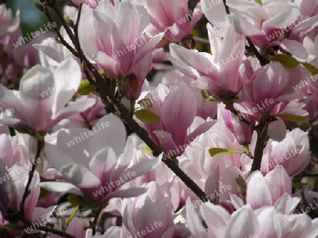 Magnolien Ast