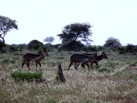 Wasserbock, Herde, in, Tsavo, Ost, Kenya, Kenia, Afrika