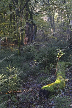 morgenlicher Lichteinfall im Herbst im Landschaftsschutzgebiet Briesetal bei Berlin, Brandenburg, Deutschland, Europa