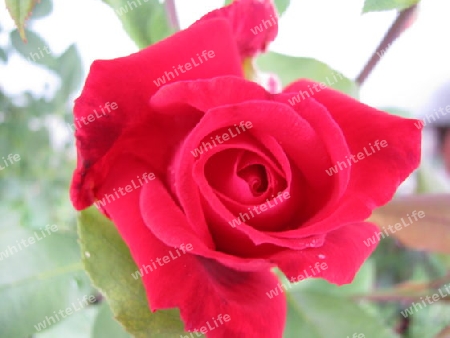 Rose Detailaufnahme