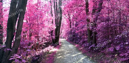 Beautiful pink and purple infrared panorama of a countryside landscape with a blue sky.