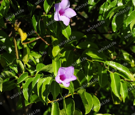 Indischer Gummiwein - Cryptostegia grandiflora