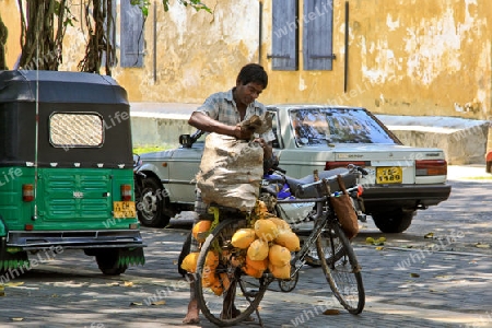 Verkauf von K?nigskokosnuss in Sri Lanka