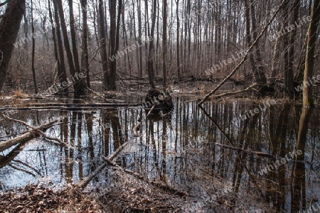 Waldspiegelung 1, Breitformat (am Kellersee in Ostholstein)