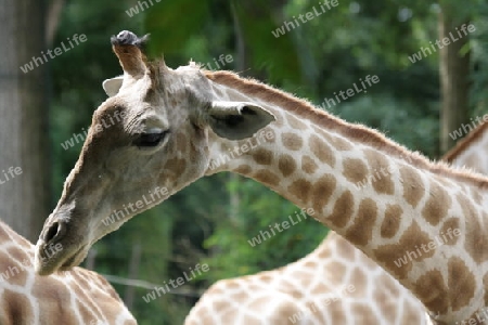 Giraffe - Giraffa camelopardalis