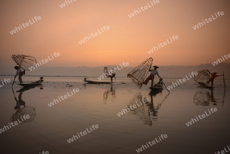 Fishermen at sunrise in the Landscape on the Inle Lake in the Shan State in the east of Myanmar in Southeastasia.