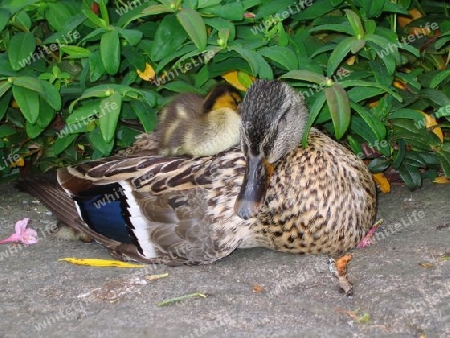 Sleeping Duck and Duckling