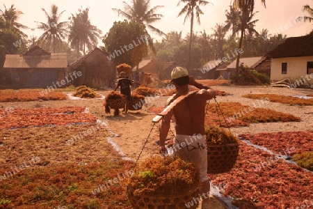 ASIEN, INDONESIEN, BALI, INSEL, NUSA LEMBONGAN, STRAND, LANDSCHAFT, JUNGUTBATU, SEEGRAS, PLANTAGE, EXPORT, ERNTE, MEER     (URS FLUEELER)