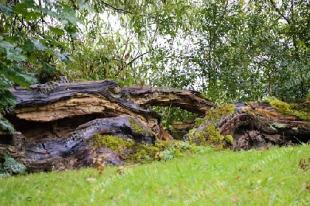 Kassel Park morscher Baum