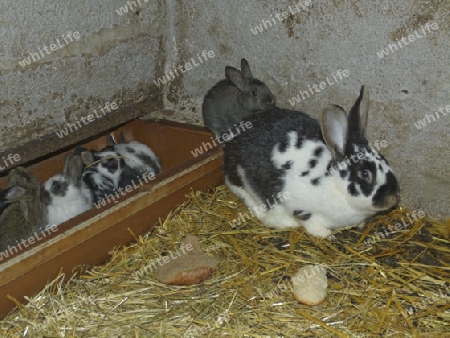 Kaninchen im Stall