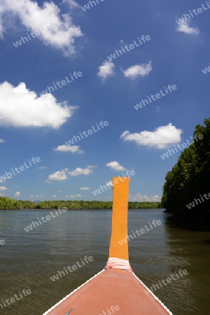 The mangroves at a lagoon near the City of Krabi on the Andaman Sea in the south of Thailand. 