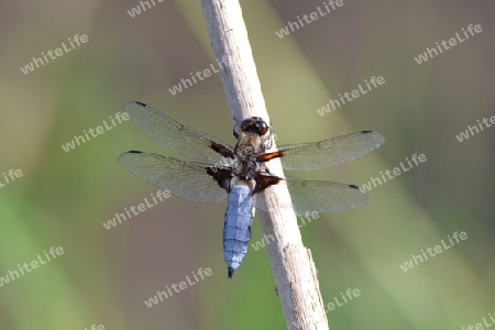 Plattbauch M?nnchen  (Libellua depressa)