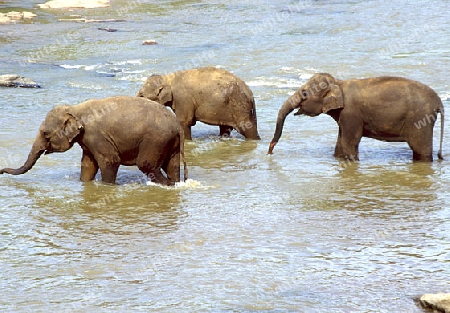 Drei Elefanten im Fluss