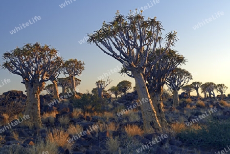 K?cherbaum oder Quivertree (Afrikaans: Kokerboom,  Aloe dichotoma) im ersten Morgenlicht , Keetmanshoop, Namibia, Afrika