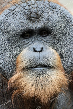 Orang Utan 003