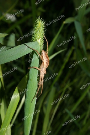 Listspinne (Pisaura mirabilis)