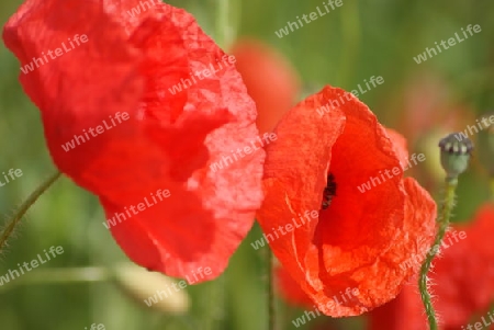 Mohn1