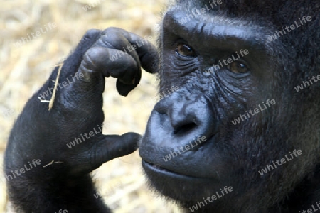 Gorilla Portrait