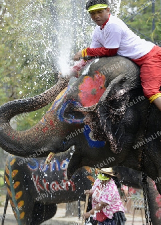 Das Songkran Fest oder Wasserfest zum Thailaendischen Neujahr ist im vollem Gange in Ayutthaya noerdlich von Bangkok in Thailand in Suedostasien.  