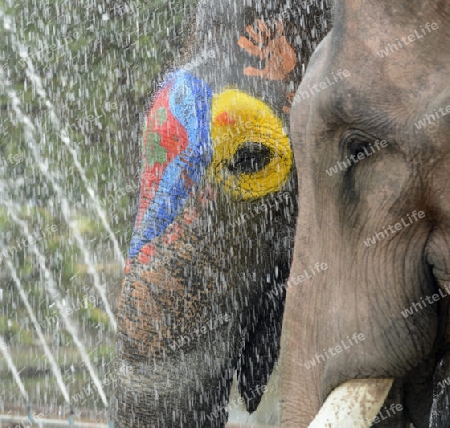 Das Songkran Fest oder Wasserfest zum Thailaendischen Neujahr ist im vollem Gange in Ayutthaya noerdlich von Bangkok in Thailand in Suedostasien.  