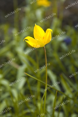 Makro einer Aster caucasicus