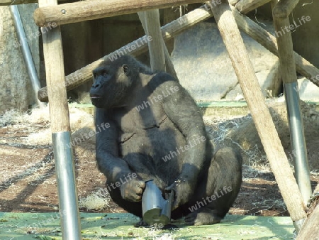 Gorilla