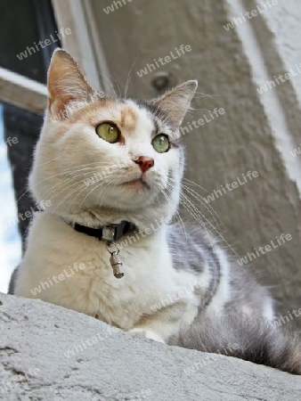 Hauskatze - Domestic Cat