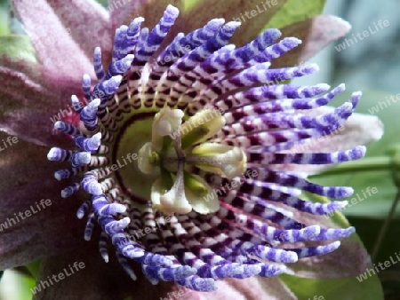 Blumen, Pflanzen, Garten, Farbe, Landschaft, Exot