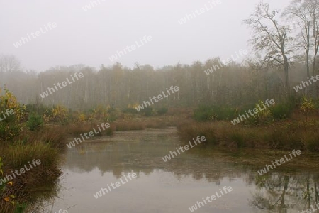 Nebel am See