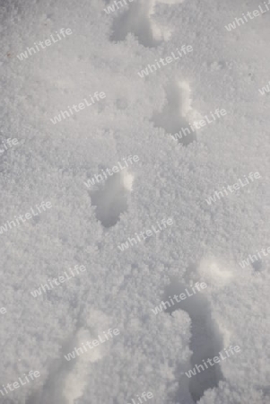 Steps of a dog in the snow