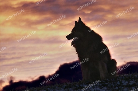 Ringo, der Sch?ferhund im Abendlicht